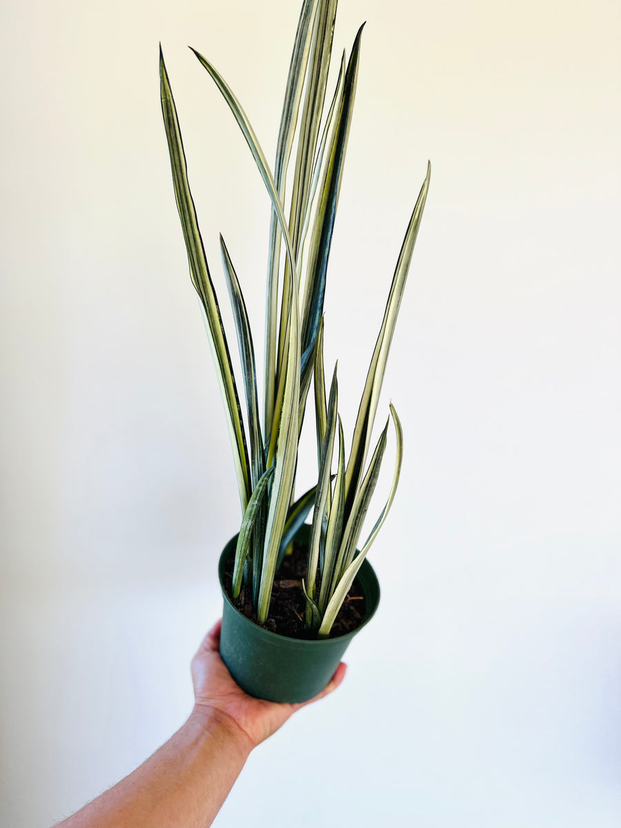 Sansevieria Bantel's Sensation - High Variegation - 6