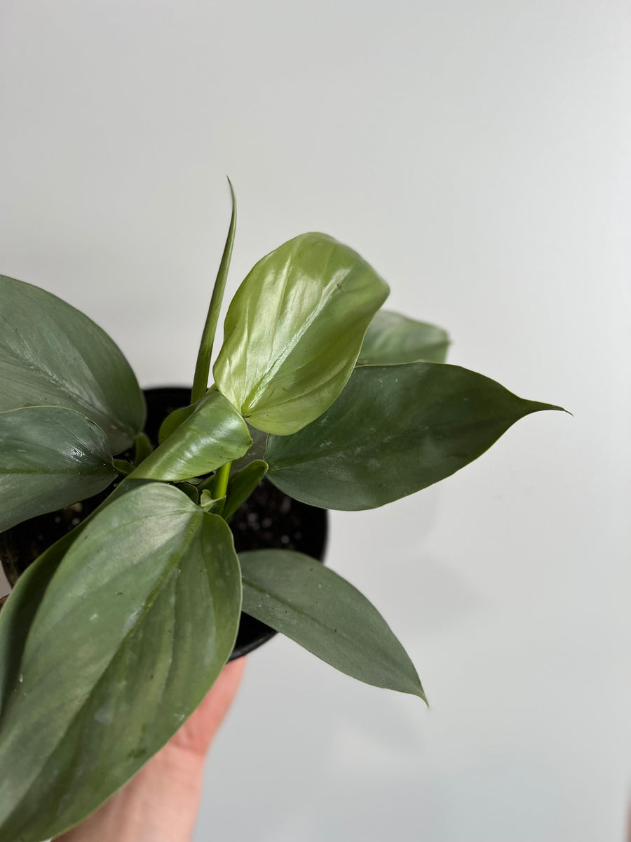 Philodendron Hastatum 'Silver Sword' - 6