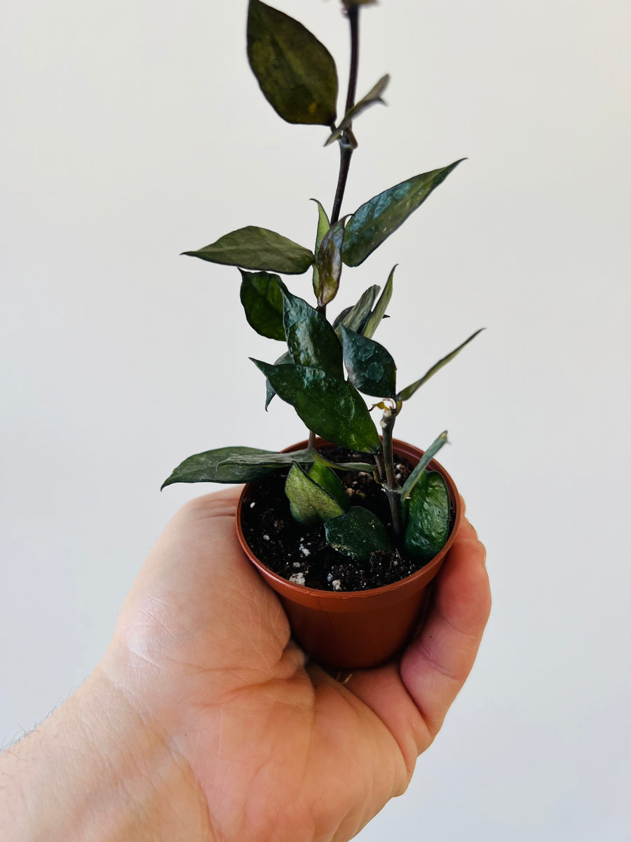 Hoya Krohniana ‘Black’ - Starter Hoya - 2