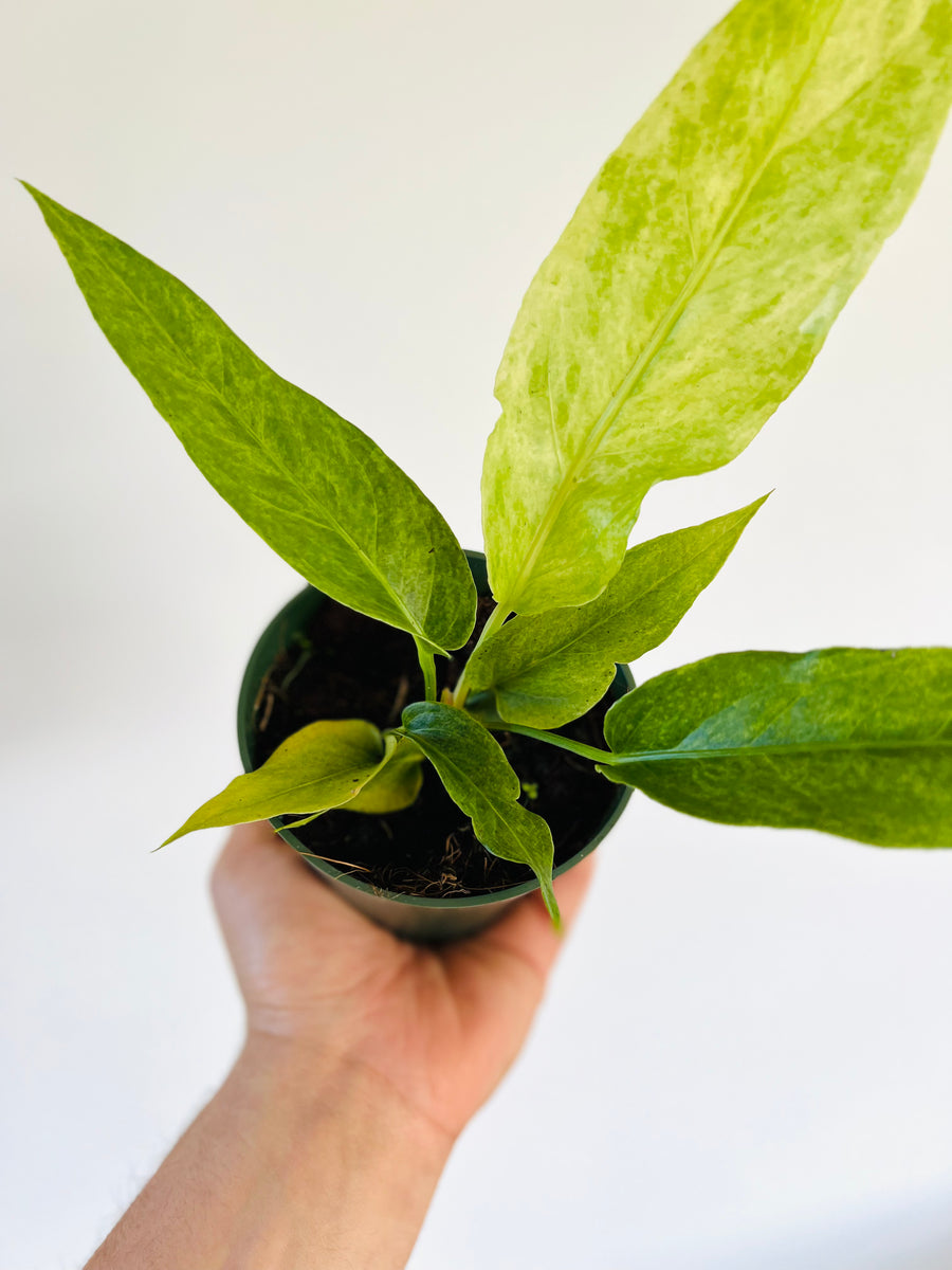Variegated Anthurium Hookerii - Rare Aroid - 4
