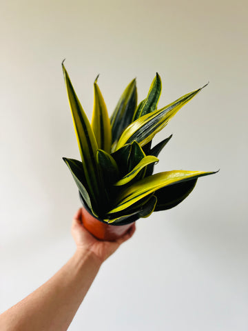 Sansevieria Flame - 6