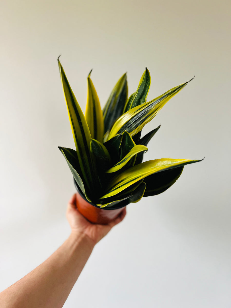 Sansevieria Flame - 6