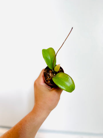 Hoya Merrillii - 2