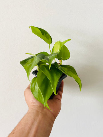 Philodendron Hederaceum 'Brasil' - 3