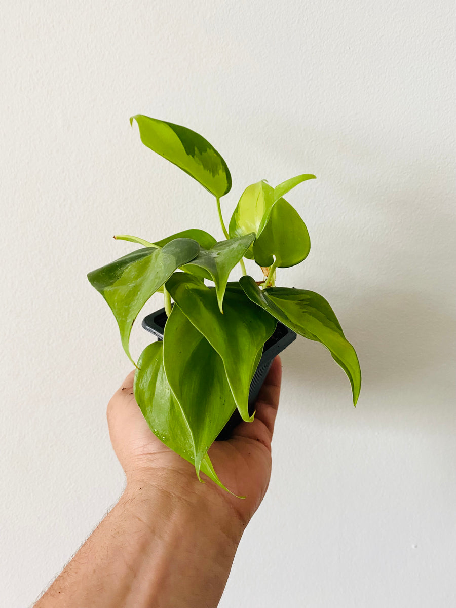 philodendron hederaceum brasil Philodendron Hederaceum 'Brasil'