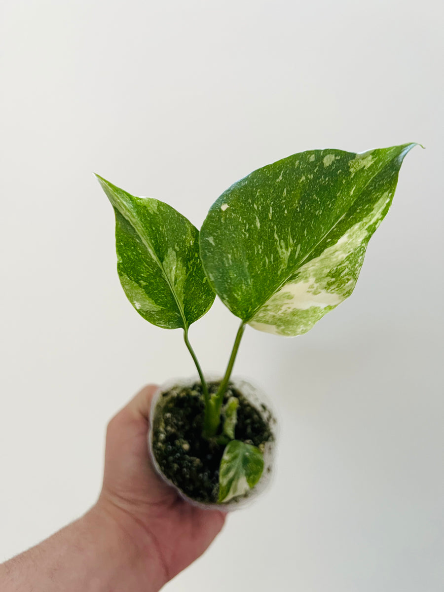 Monstera Thai Constellation - Medium Variegation - 4 Pot