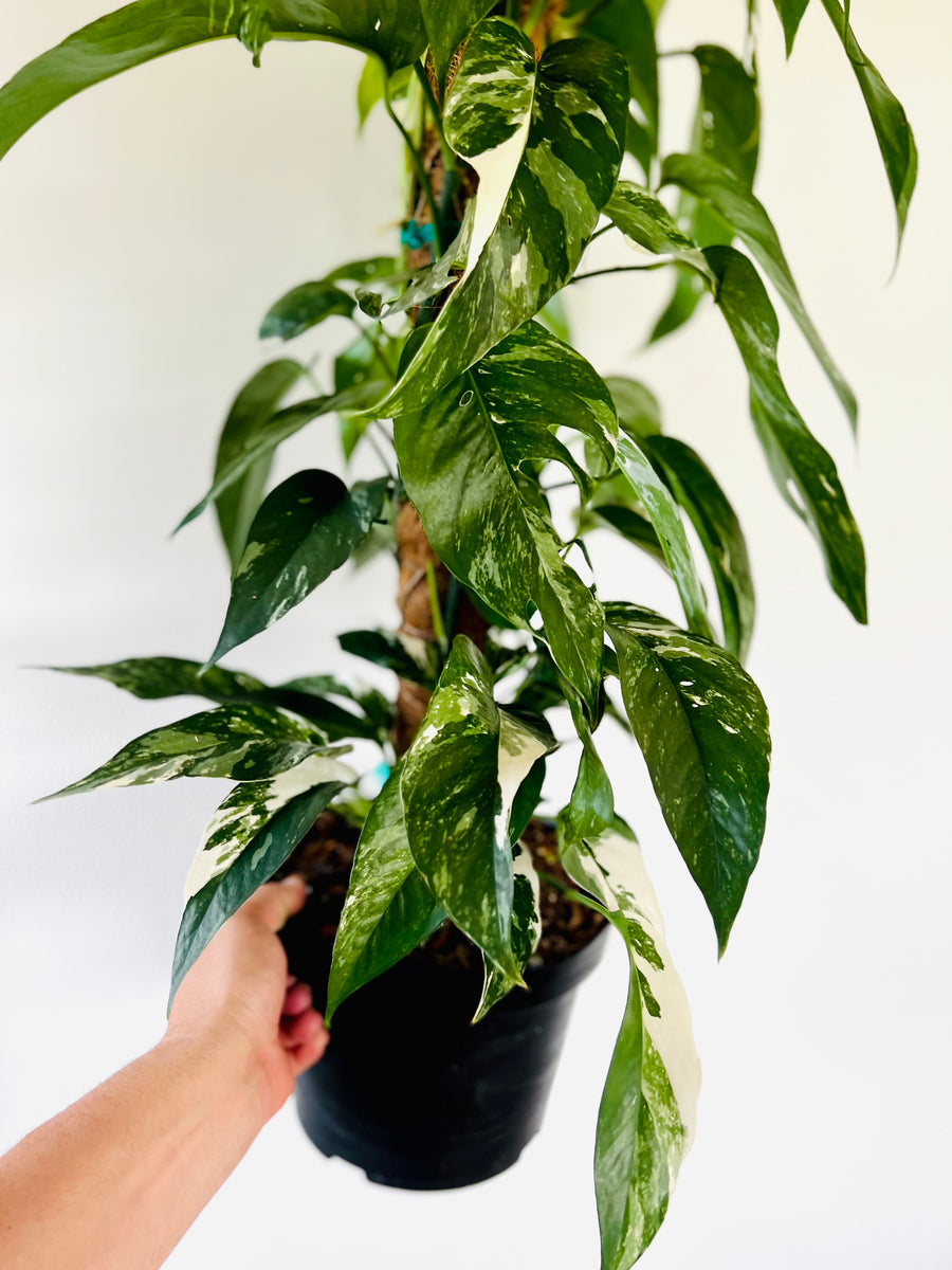 Epipremnum Pinnatum Albo Variegata - On Moss Pole - Very Large & Fenestrated - 8