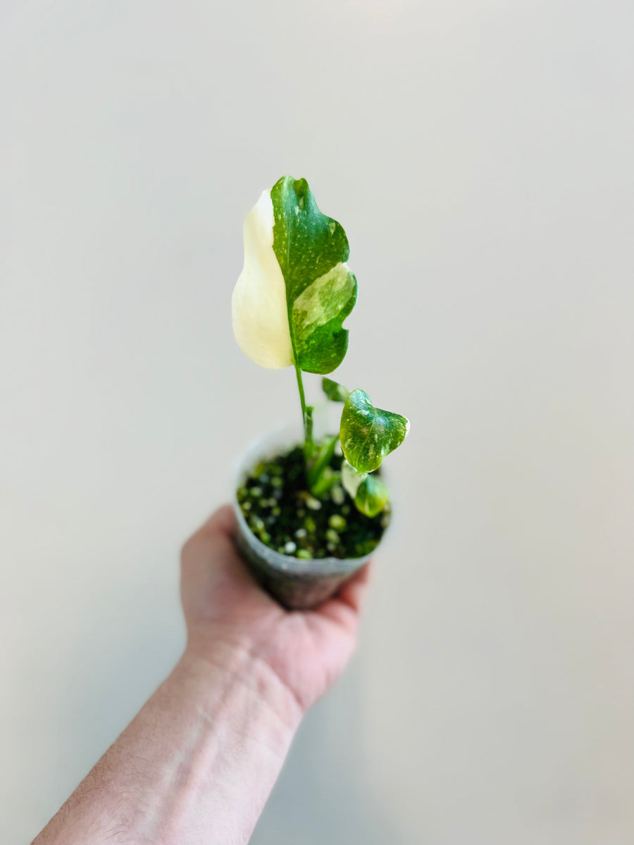 Monstera Thai Constellation - High Variegation