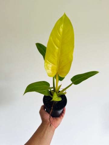 Philodendron Golden Melinonii - 4
