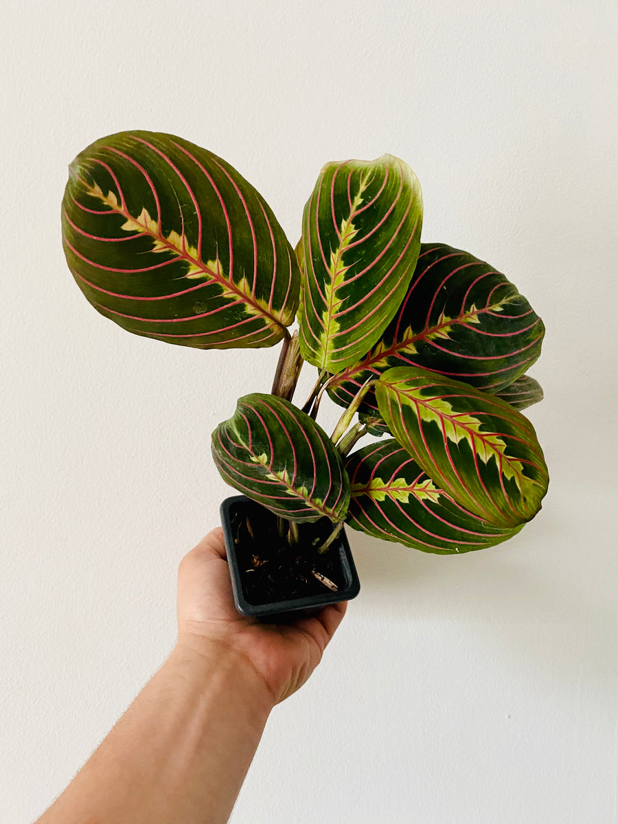 Maranta Leuconeura 'Red' - Red Prayer Plant - 3