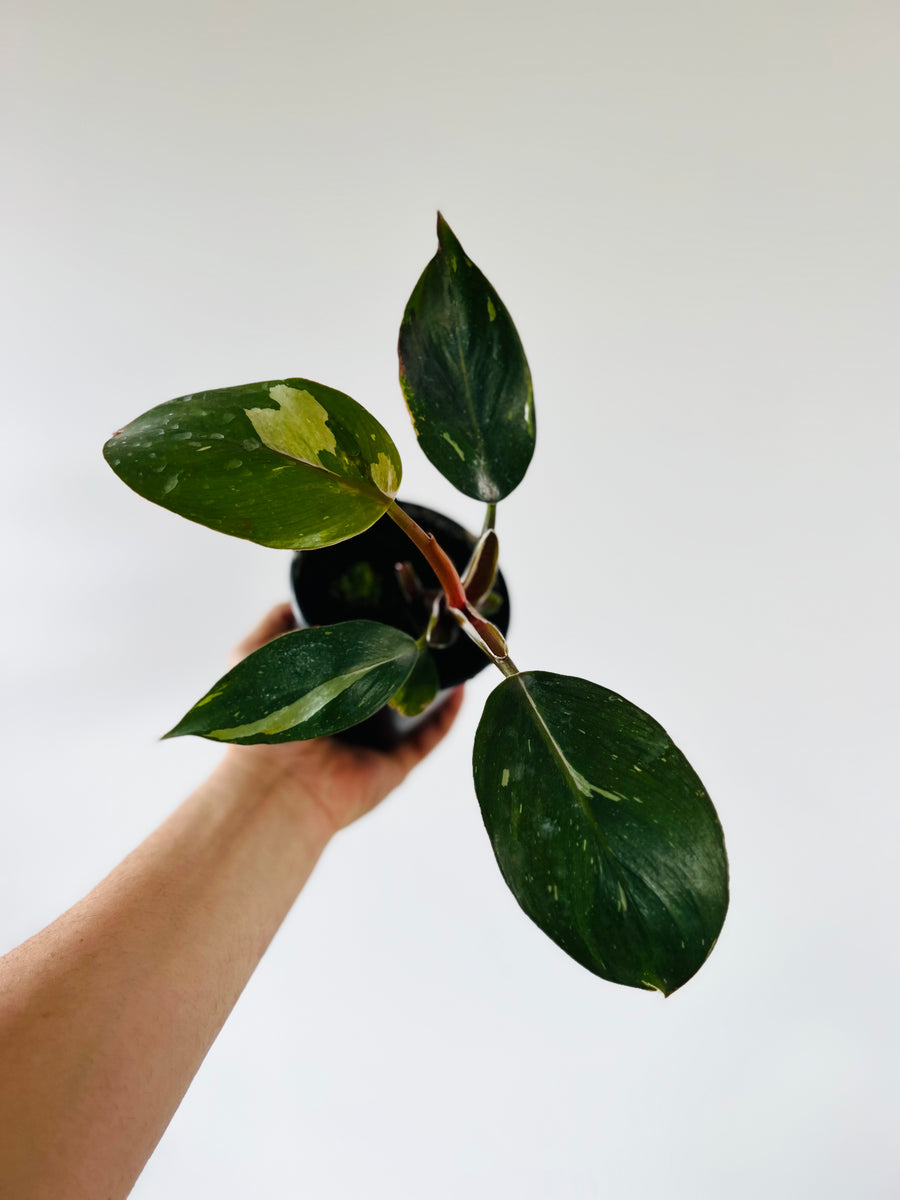 Philodendron White Knight - Medium Variegation - 4