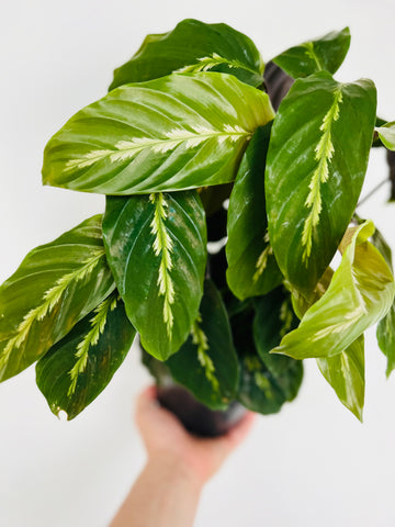 Calathea 'Maui Queen' - 6