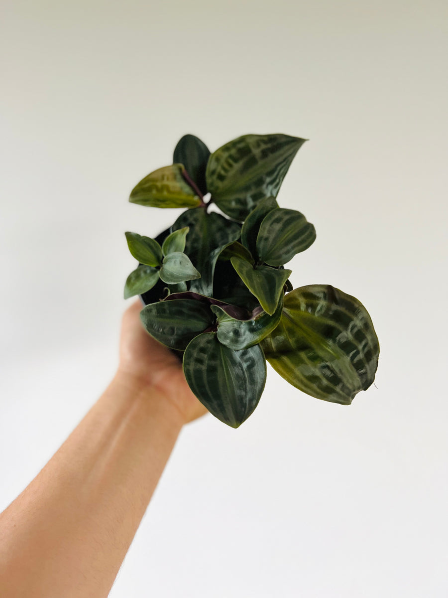Geogenanthus Poeppigii - Seersucker Plant - 4
