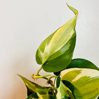 philodendron silver splash Philodendron Cream Splash - Hederaceum - Grower's Choice