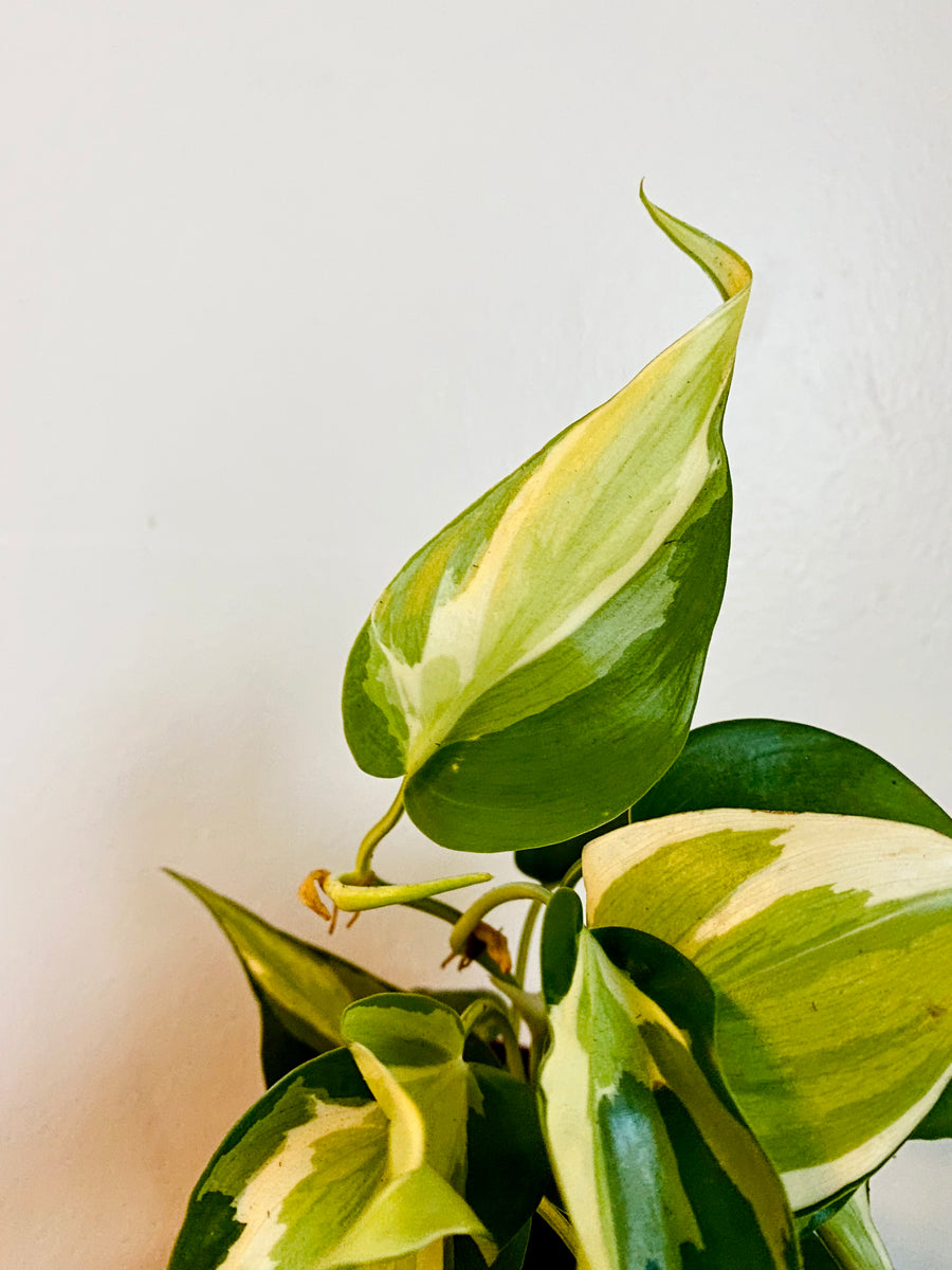 philodendron brasil vs cream splash Philodendron Cream Splash - Hederaceum - Grower's Choice