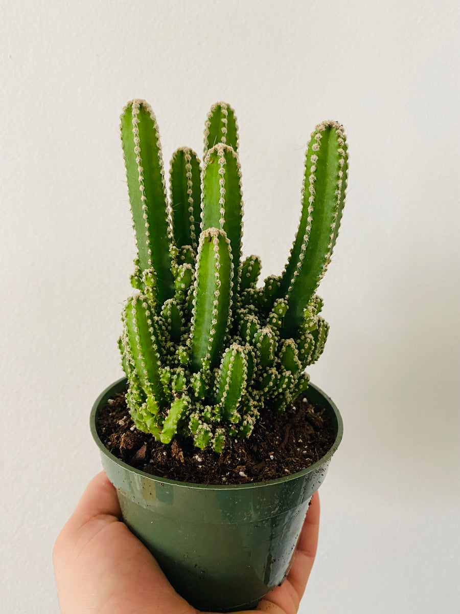Fairy Castle Cactus - Acanthocereus Tetragonus - 4
