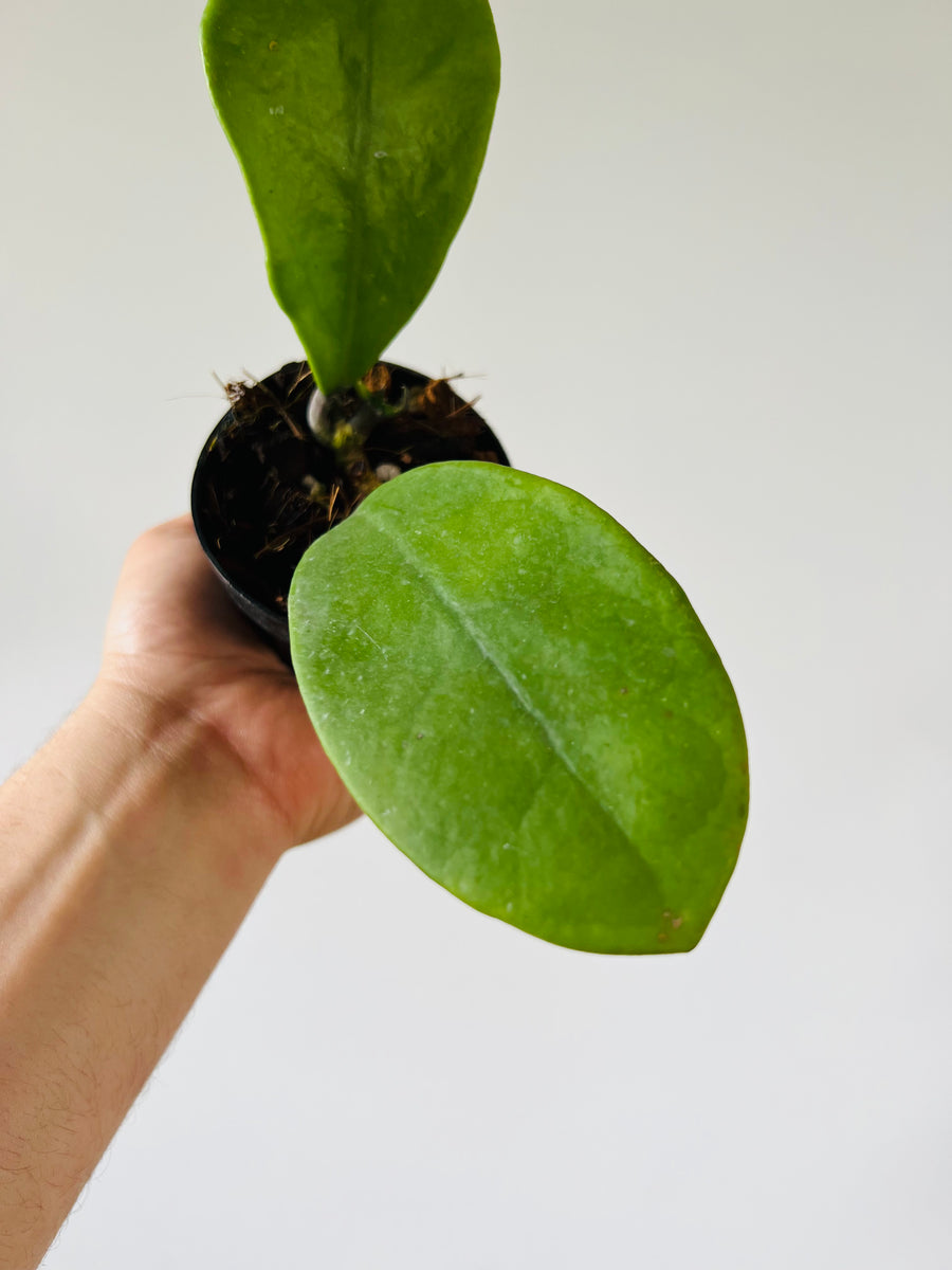 Hoya Excavata - Rare Hoya - 4
