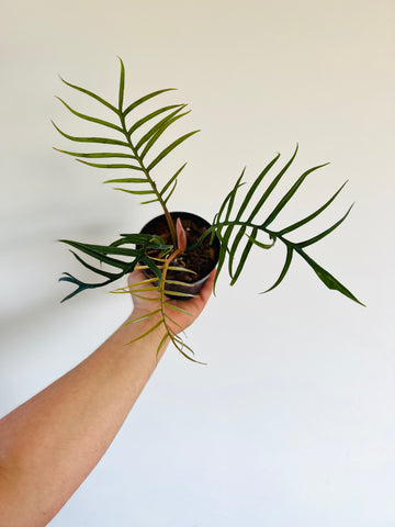 Philodendron Tortum - 4