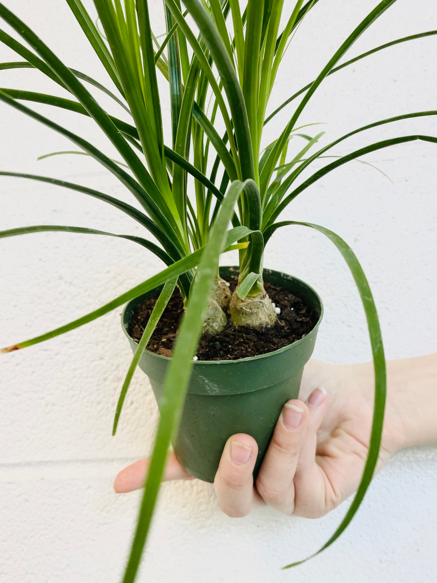 Ponytail Palm - Beaucarnea Recurvata - 4