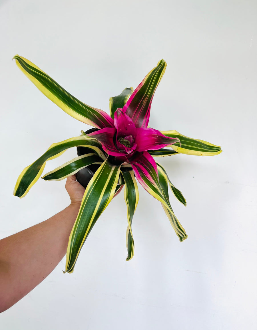 Neoregelia Franca - 6