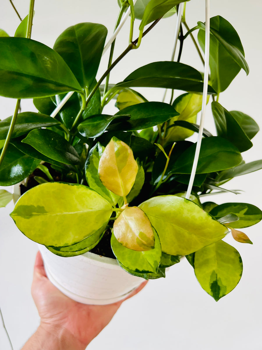 Fall Hoya Baskets - Australis Green & Lisa Mixed Pots - 6