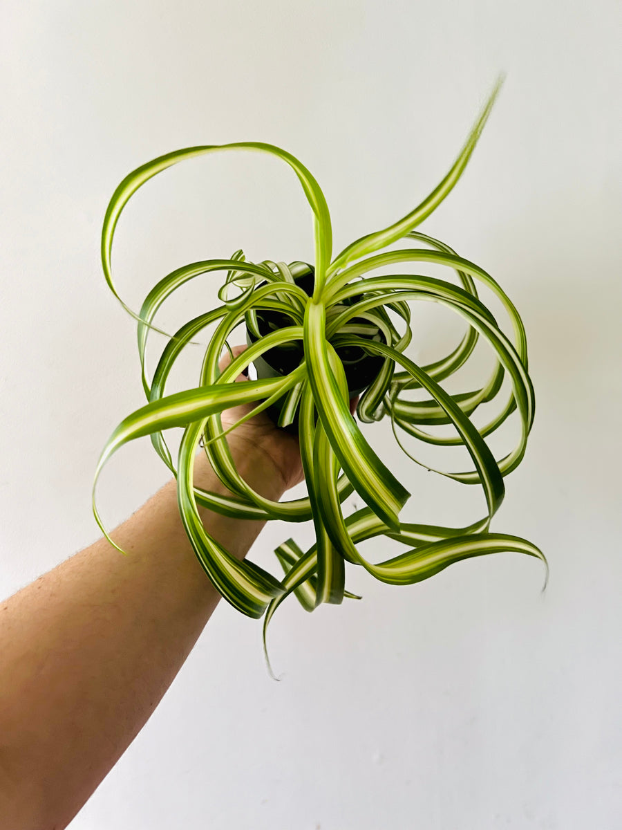 Spider Plant - Bonnie - 4