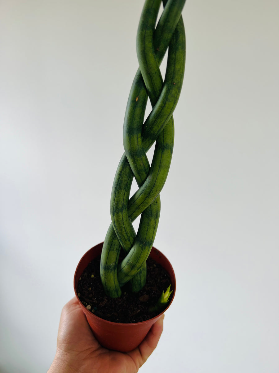 Sansevieria Dragon Fingers - Triple Braided Snake Plant - 4