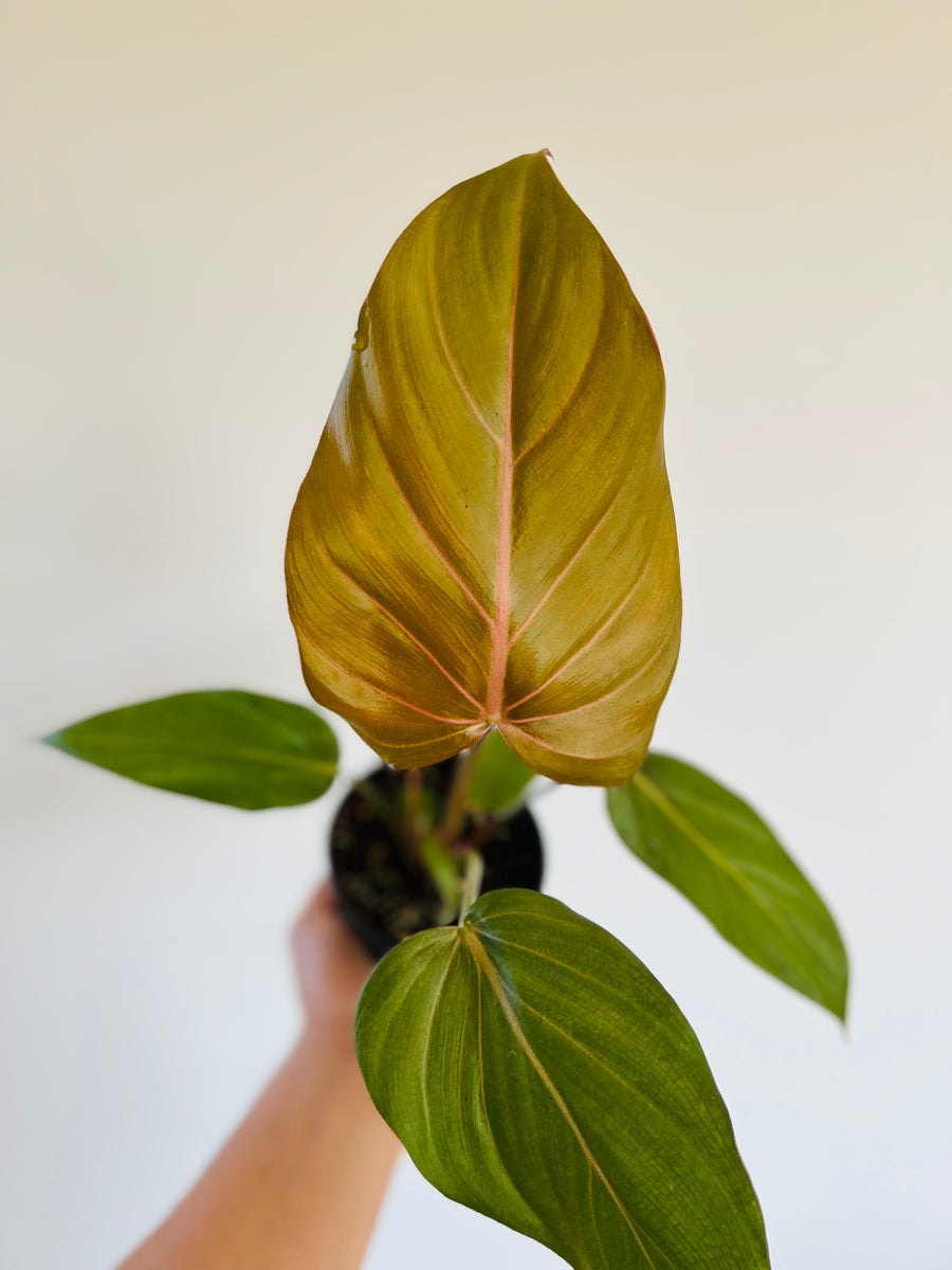 Philodendron Summer Glory - 4