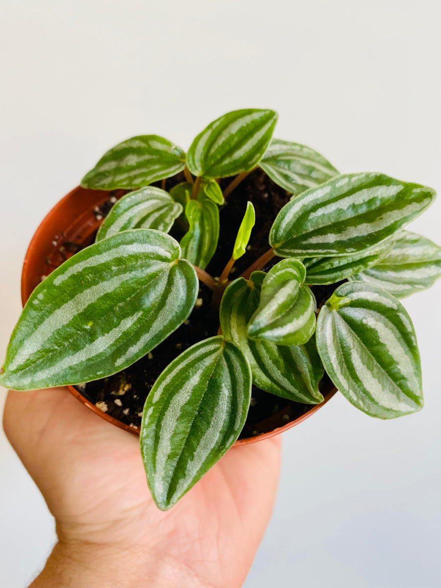 Peperomia Verschaffeltii - 4