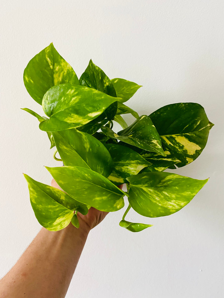 pothos bloom Golden Pothos Epipremnum Aureum