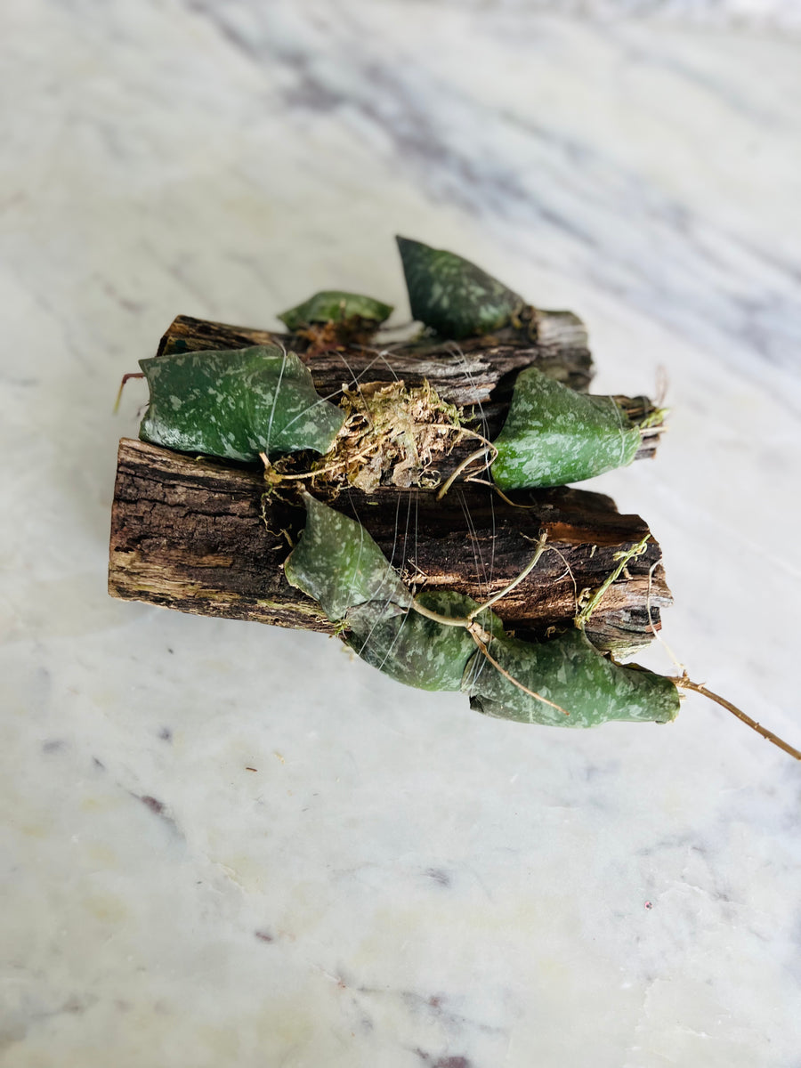 Hoya Imbricata - Mounted on Log