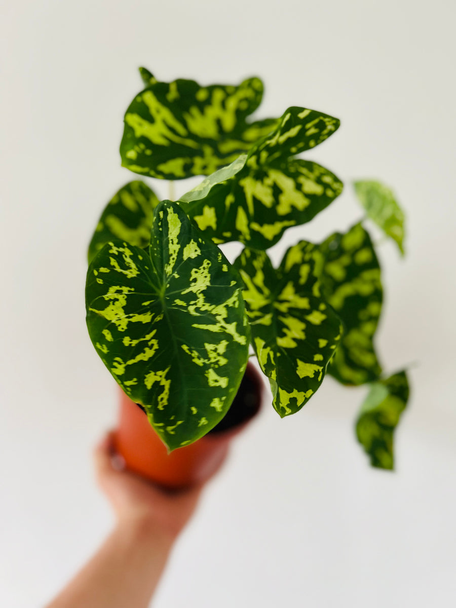 Alocasia Hilo Beauty - 6