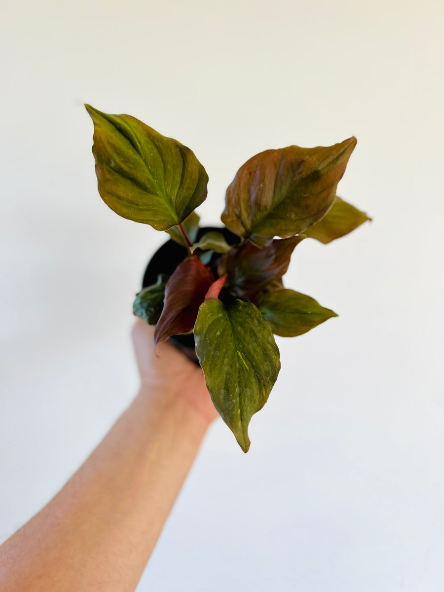 Homalomena 'Flaming Red' - 4