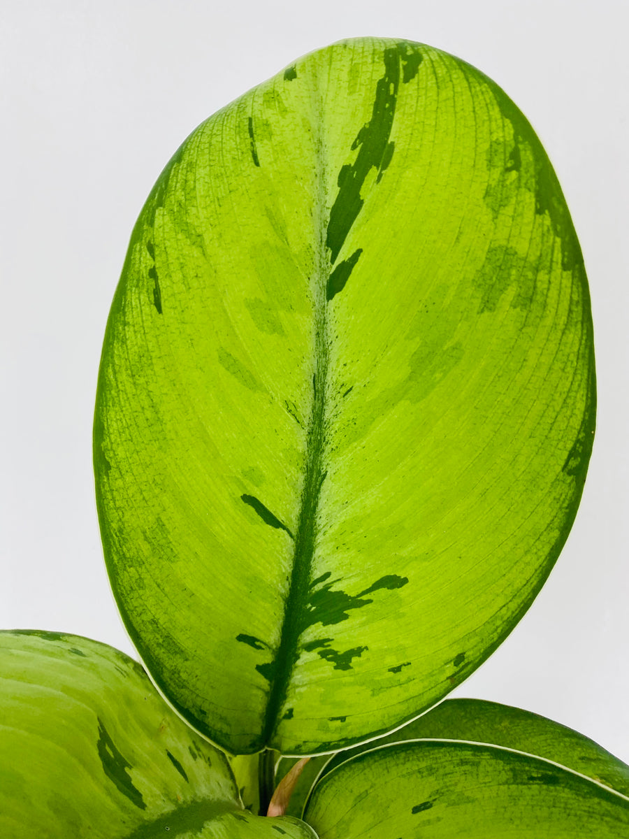 Homalomena Selby - 6