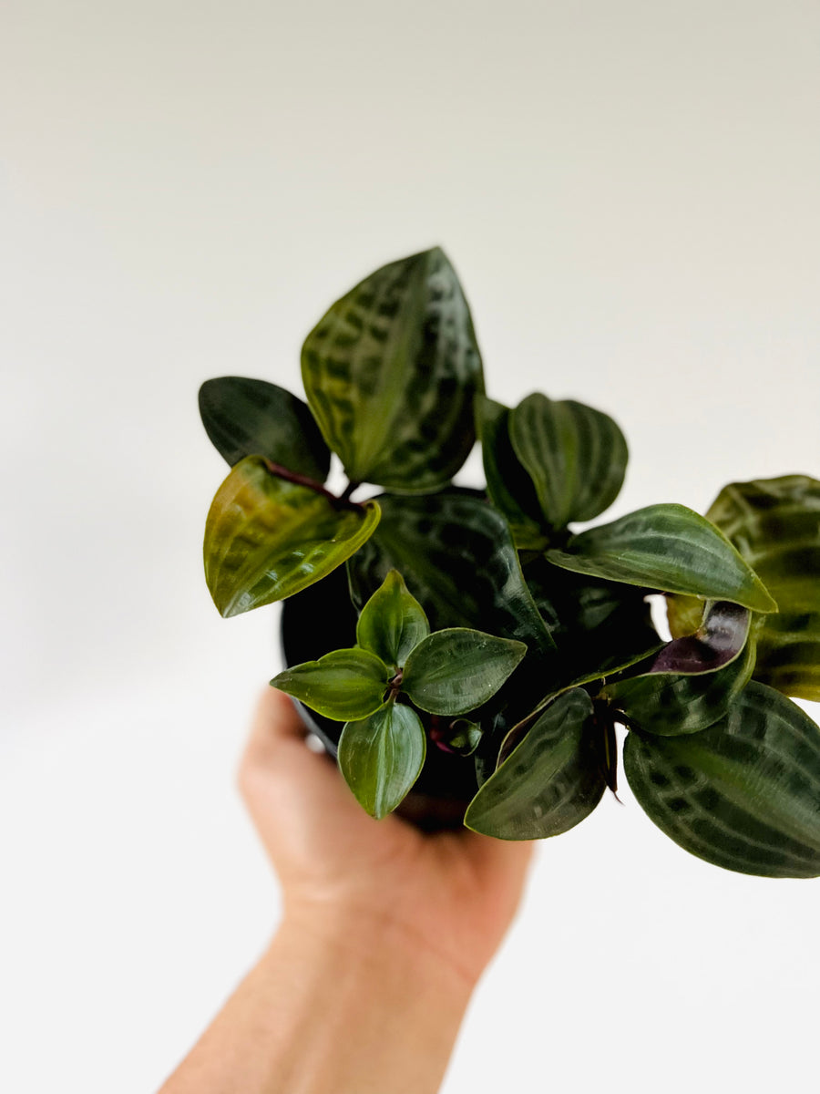 Geogenanthus Poeppigii - Seersucker Plant - 4