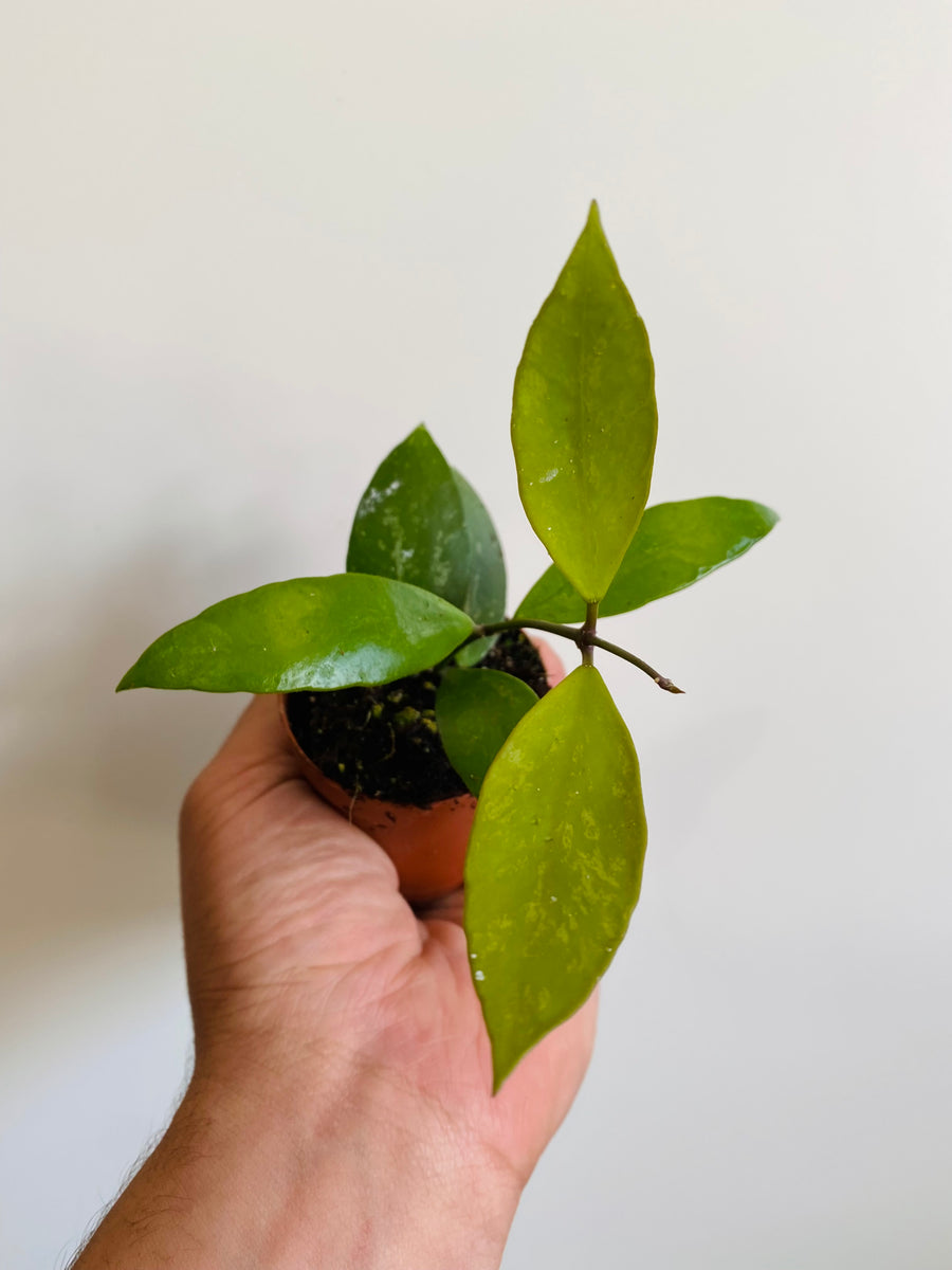 Hoya Memoria (Gracillis) - 2