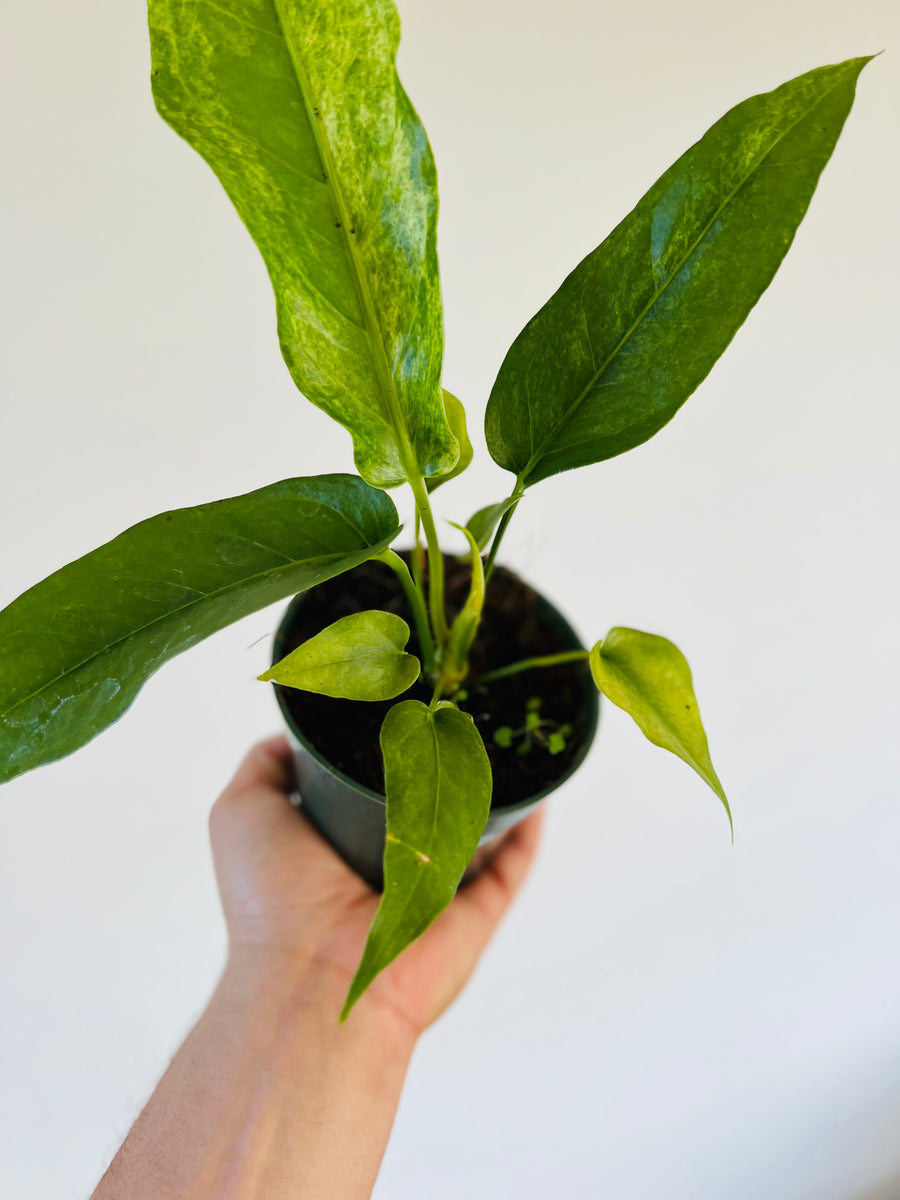 Variegated Anthurium Hookerii - Rare Aroid - 4