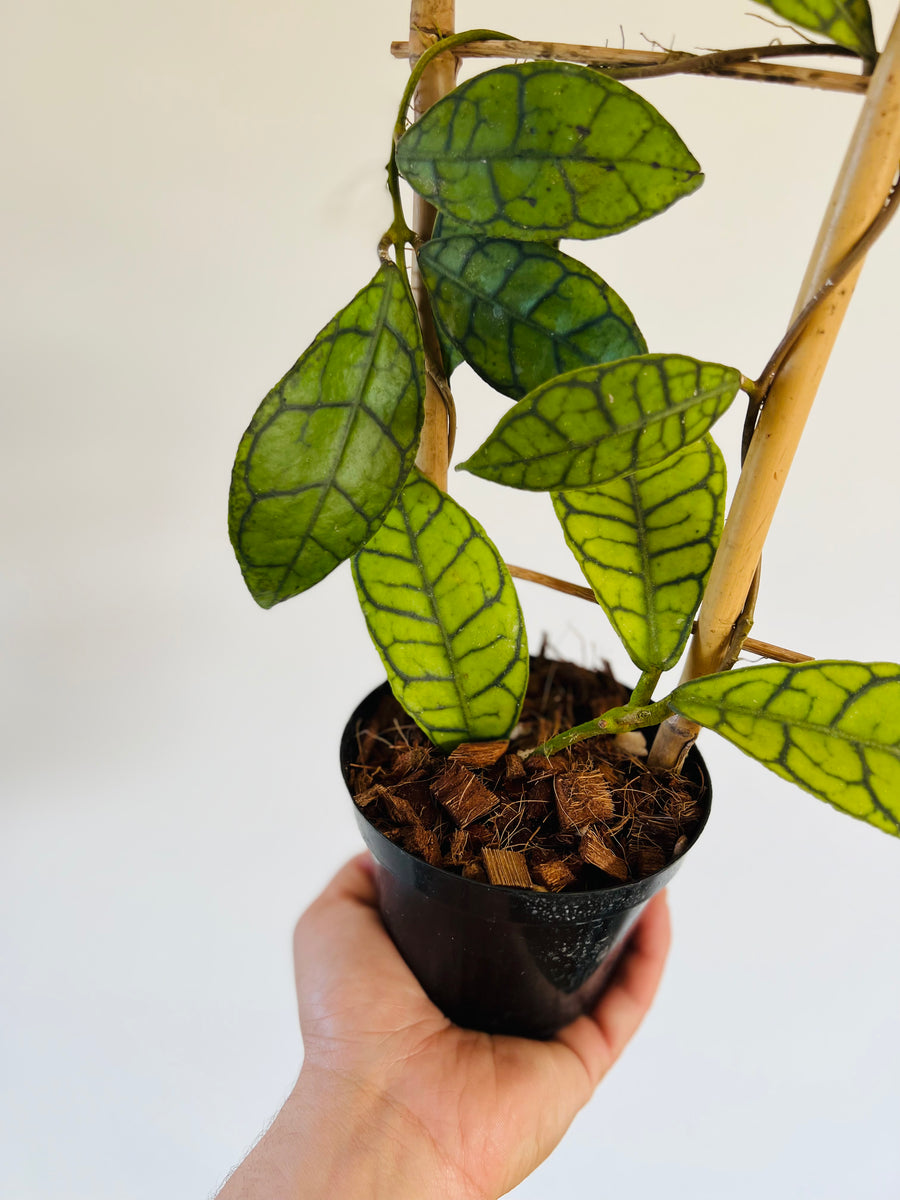 Hoya Callistophyla on Trellis - Rare Hoya - 4” Pot