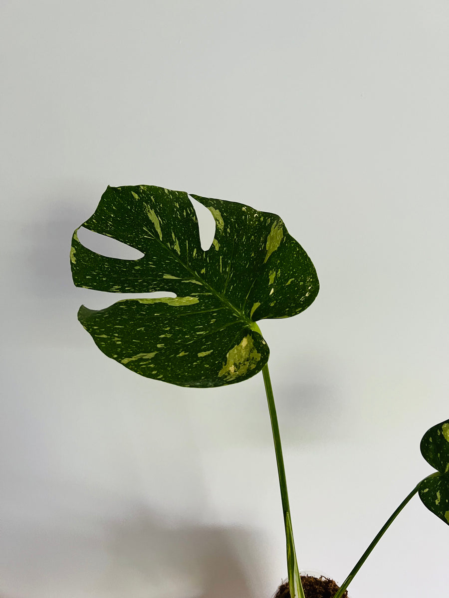 Monstera Thai Constellation - High Variegation - Plant B43 - Includes Next Day Shipping