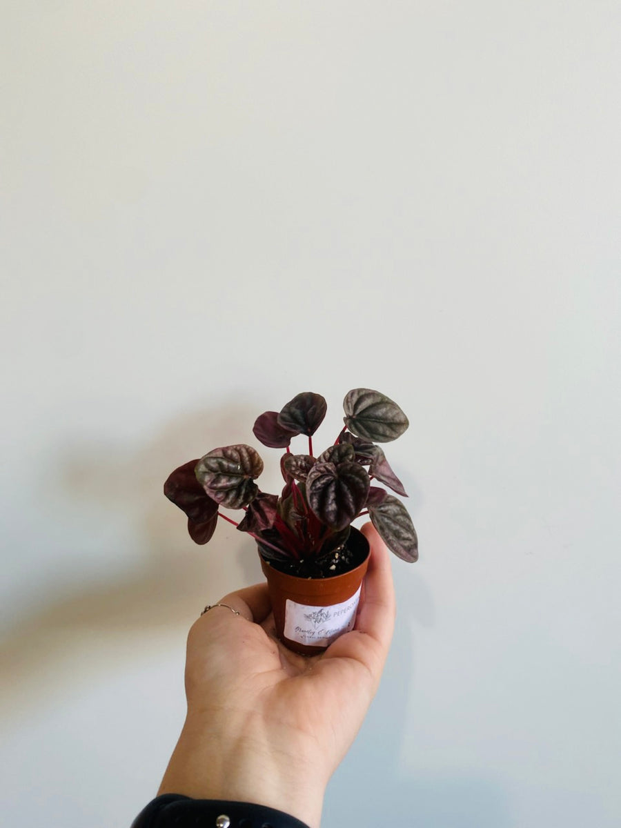 Peperomia Chocolate - 2