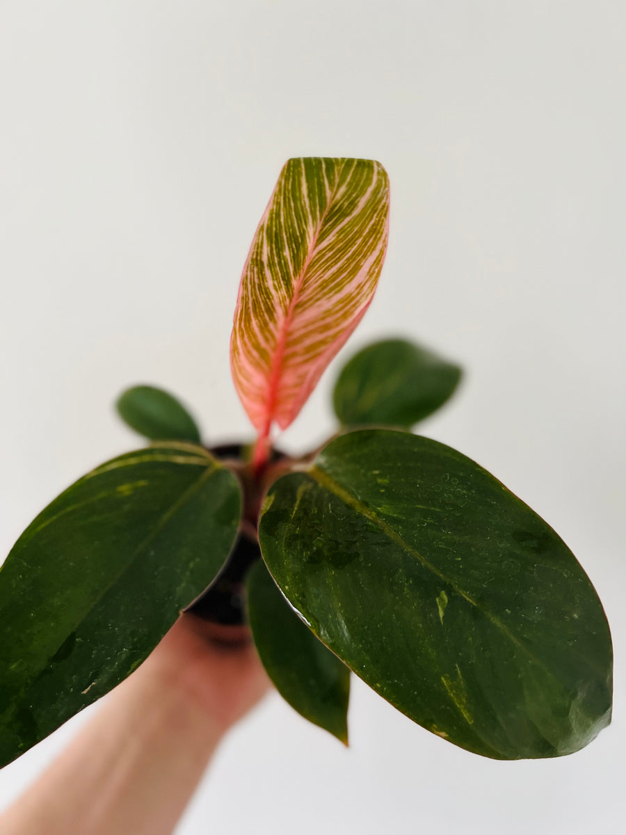 Philodendron Pink Birkin - New Cultivar - 4