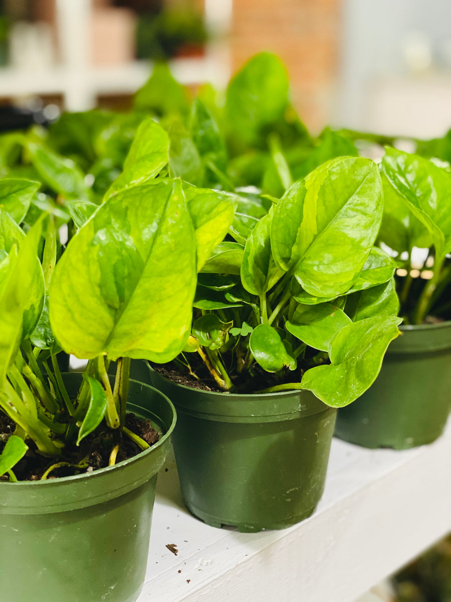 Emerald Pothos - Epipremnum Aureum 'Emerald' - 4