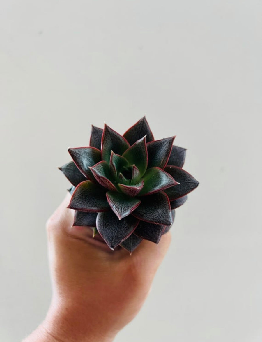 Purple Haze Echevaria  - Starter Succulent - 2
