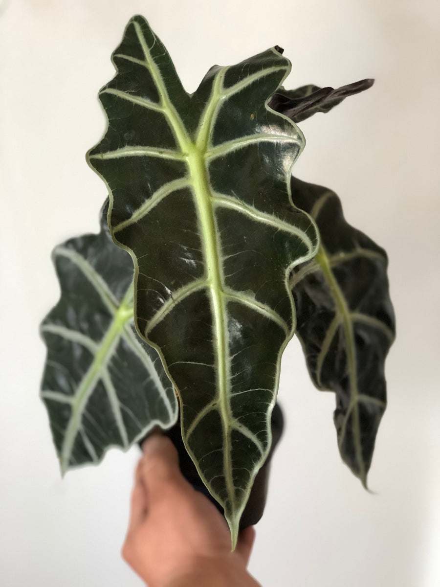 Alocasia Amazonica 'Polly' - 4