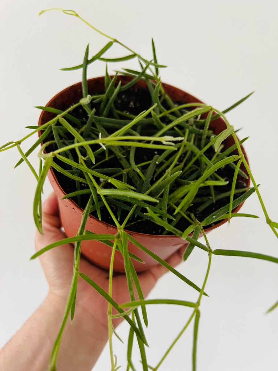 Hoya Linearis - 6