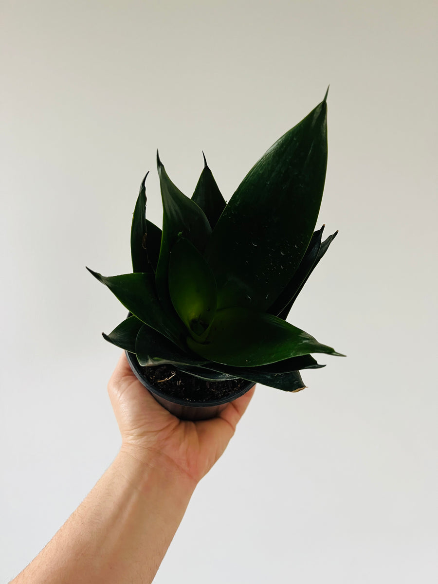 Black Jade Sansevieria - Snake Plant - 4