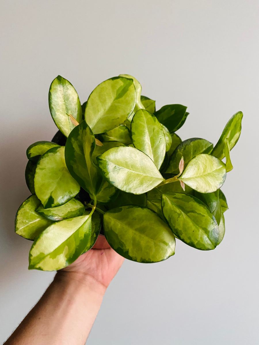 Hoya Australis ‘Lisa’ - 6