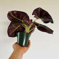 Alocasia Black Magic