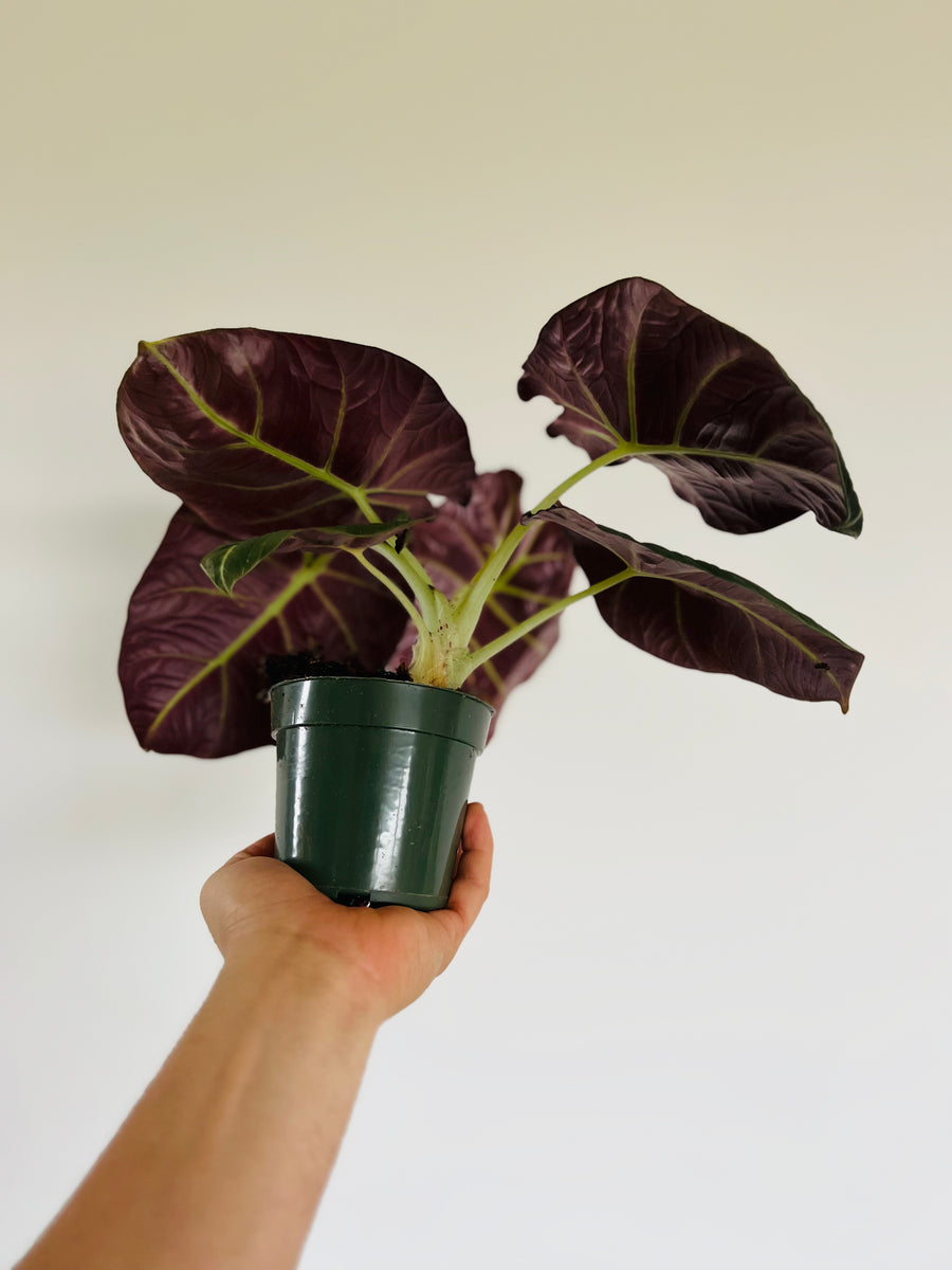 philodendron black magic Alocasia Black Magic