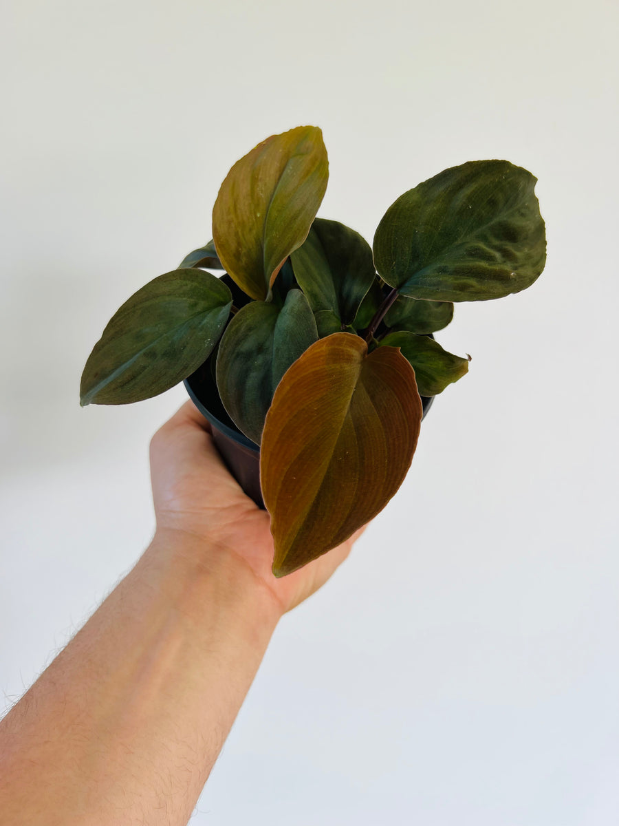 Homalomena Humilis Red Velvet - Rare Aroid - 4